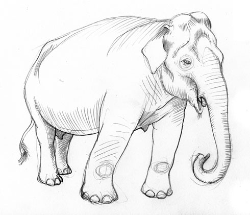 Olifant